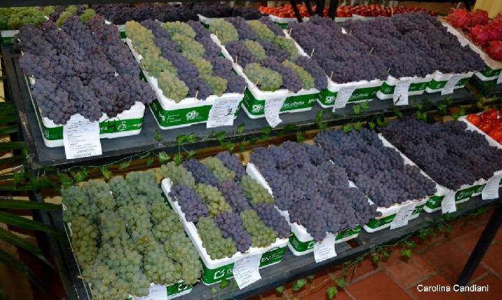 Festa da Uva e do Vinho de Videiras chega à 4ª edição em Indaiatuba