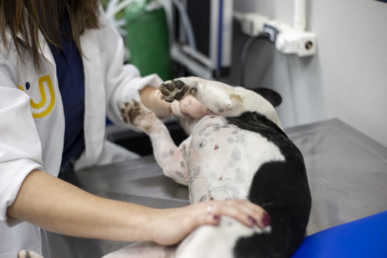 Câncer de mama também afeta pets