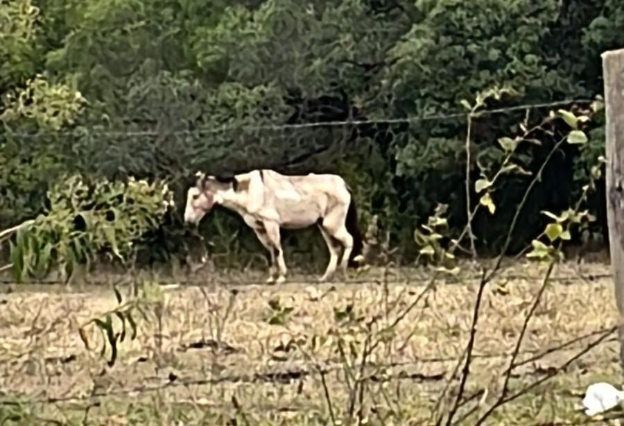 GCM PRENDE HOMEM POR MAUS TRATOS ANIMAIS