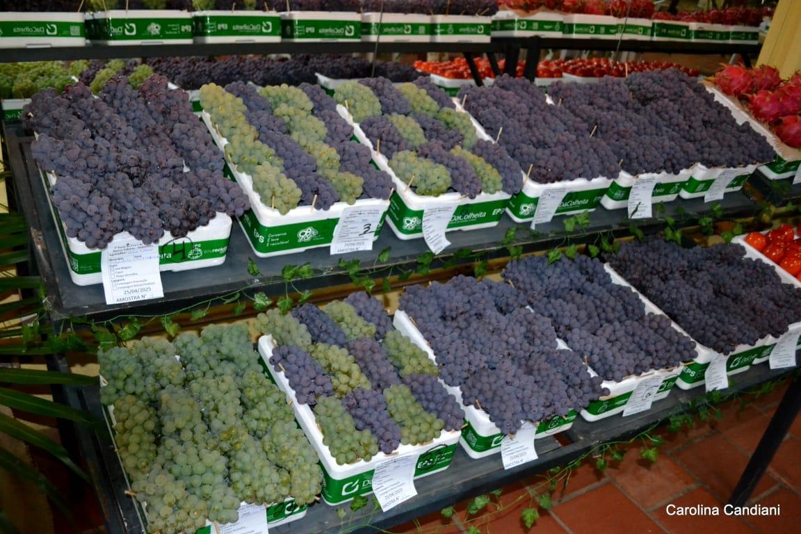 Festa da Uva e do Vinho de Videiras chega à 4ª edição em Indaiatuba