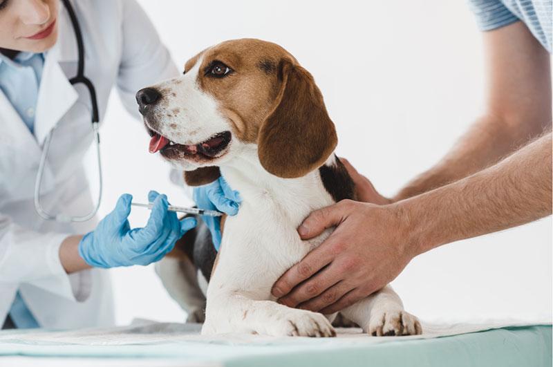 Secretaria de Saúde divulga cronograma da vacinação antirrábica para cães e gatos