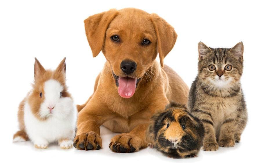 Primavera acende alerta para alergias em cães e gatos; veja quais raças são mais predispostas