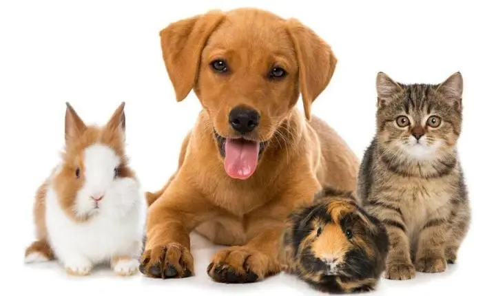 Primavera acende alerta para alergias em cães e gatos; veja quais raças são mais predispostas