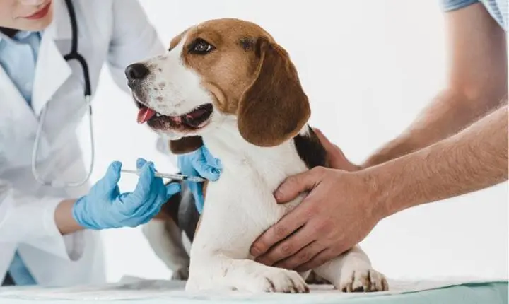 Secretaria de Saúde divulga cronograma da vacinação antirrábica para cães e gatos