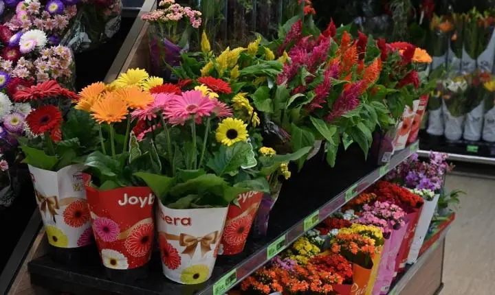 Vendas de floricultura crescem 45% no Covabra